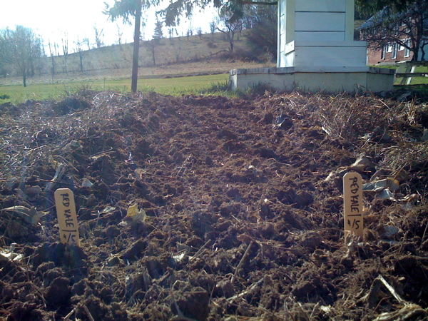 first planting of red kale