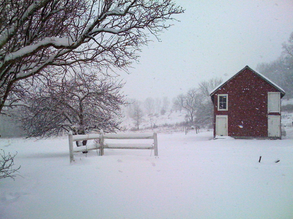 backyard in snow