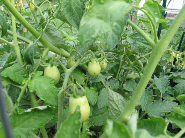 cluster of tomatoes