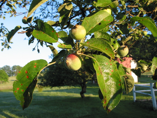 apple tree