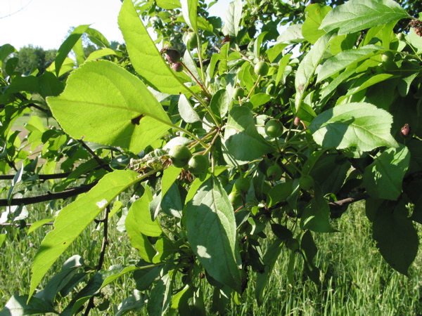 cherry tree