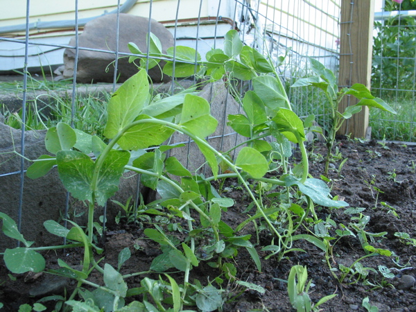 snap peas