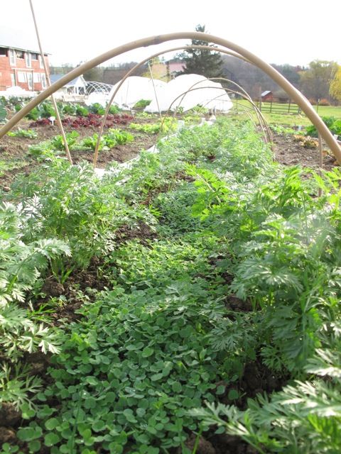 Carrots grown almost entirely under cover