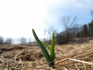 Fall-planted garlic coming up now!