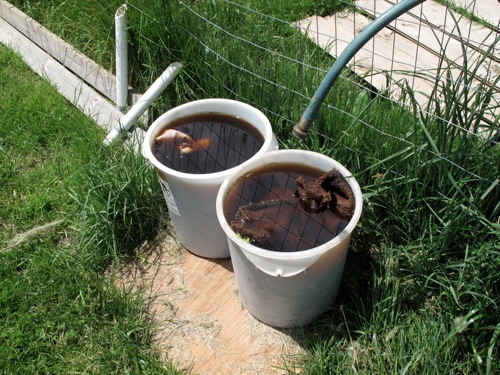 compost tea