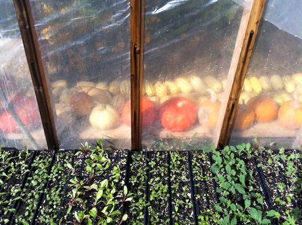 squash_and_seedlings